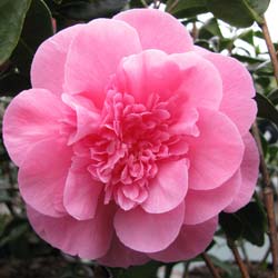 Camellia japonica Debbie